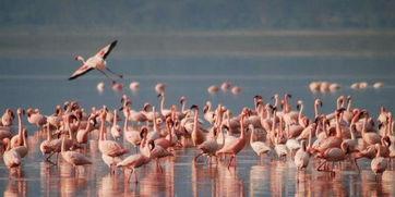 粉红色烈鸟在线观看,浪漫奇遇，在线观看的视觉盛宴  第3张